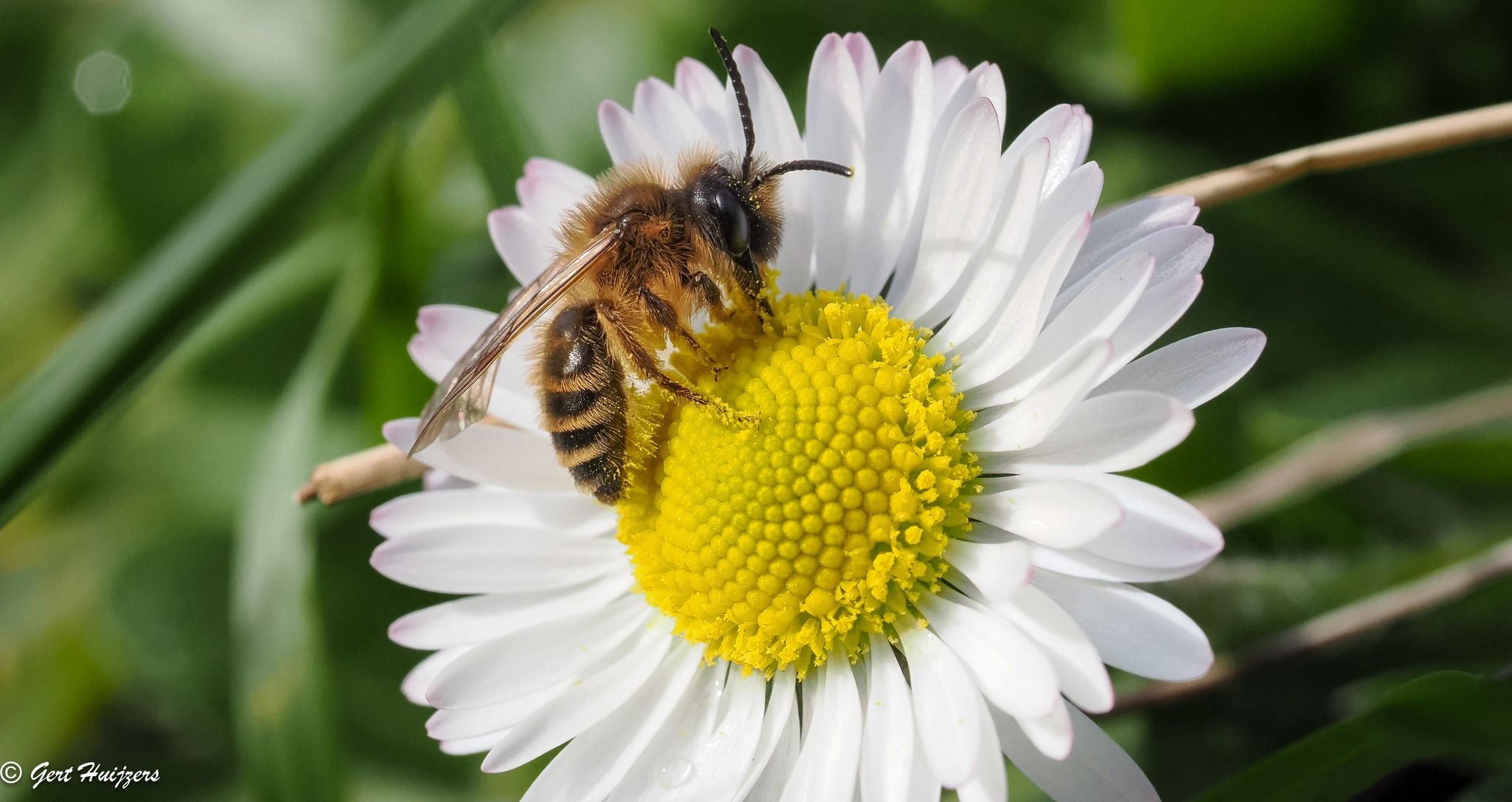 meer bijen bij natuurlijk tuinieren